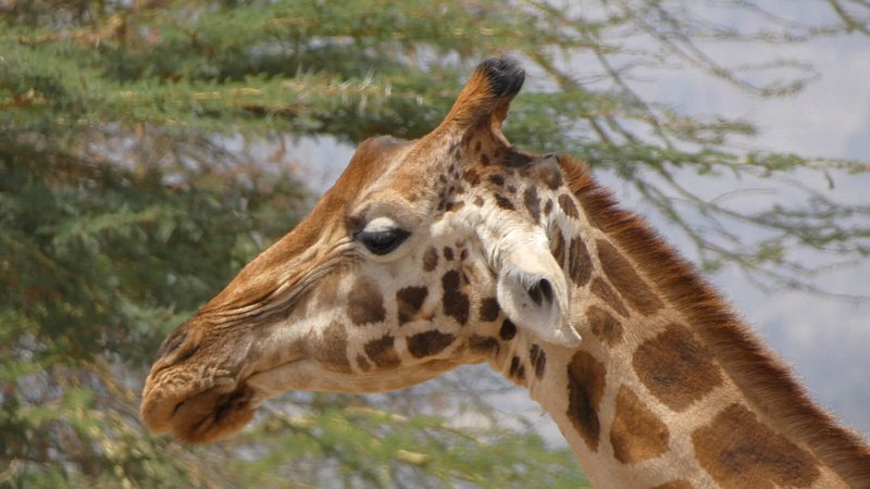 kenya safari packages