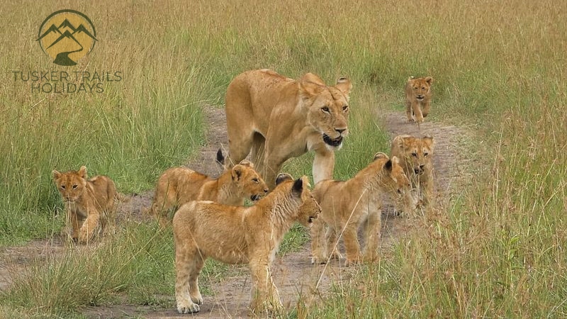 kenya safari tours