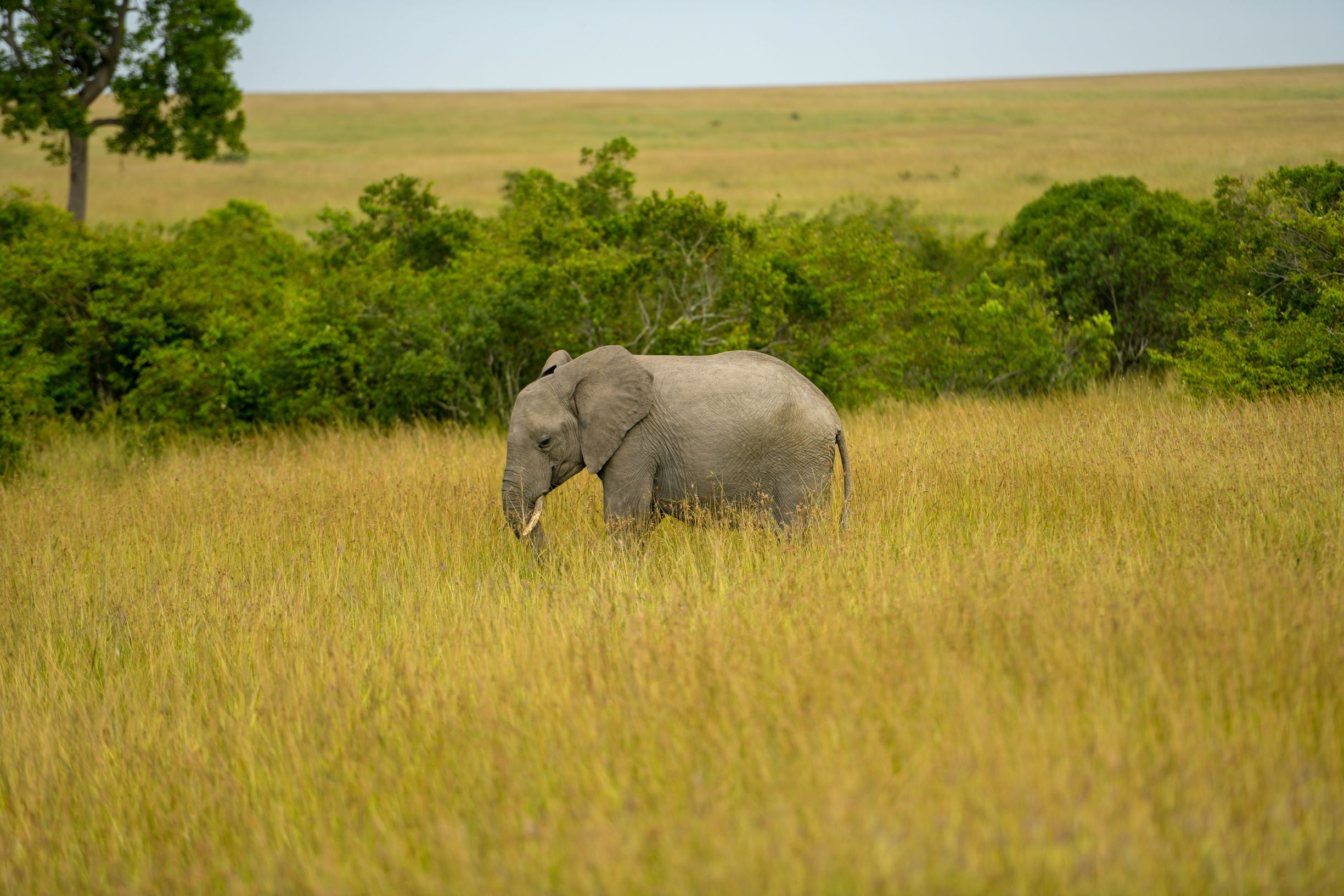 best time to visit kenya