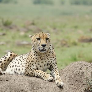 Masai Mara Serengeti Ngorongoro Safari