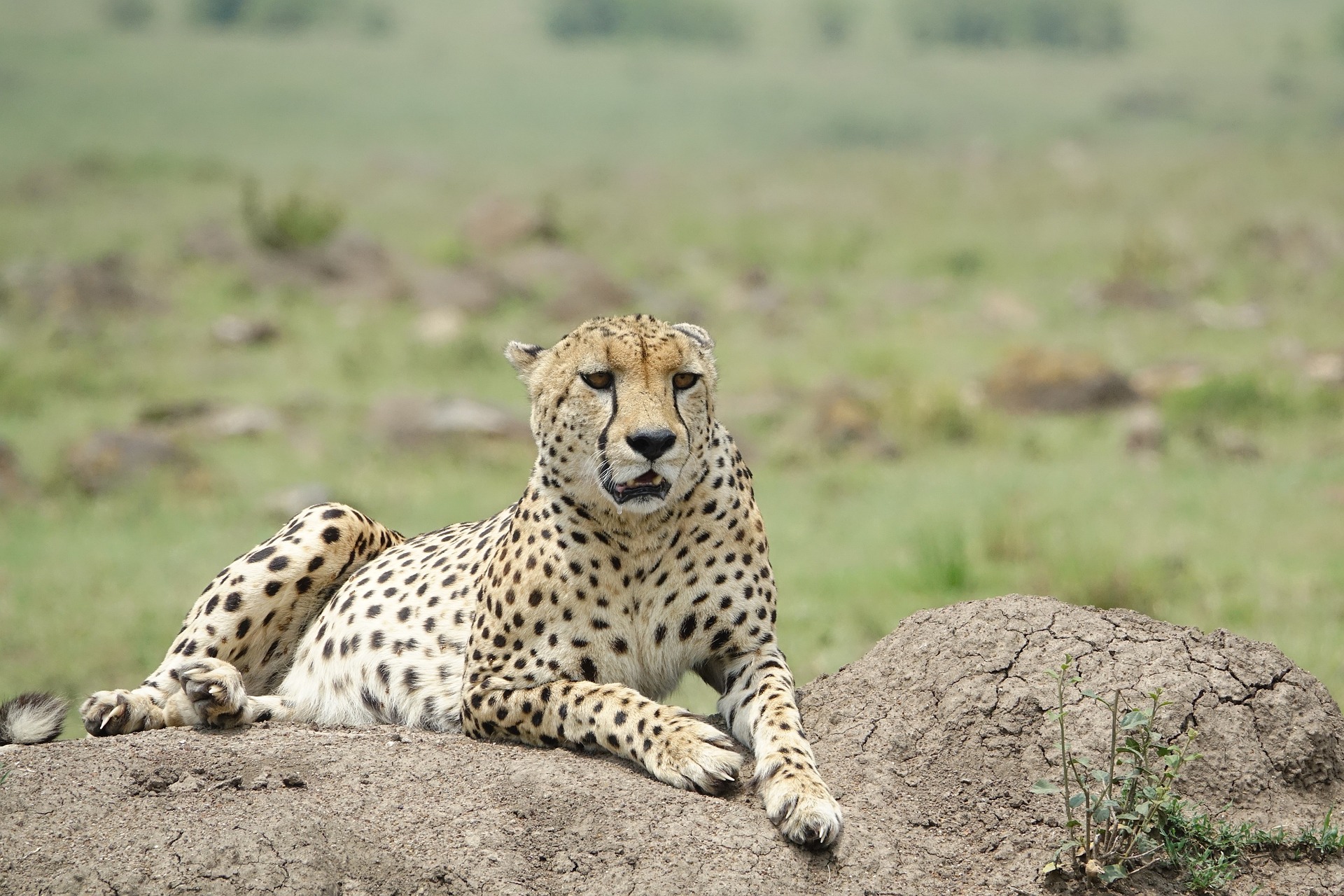 Masai Mara Serengeti Ngorongoro Safari