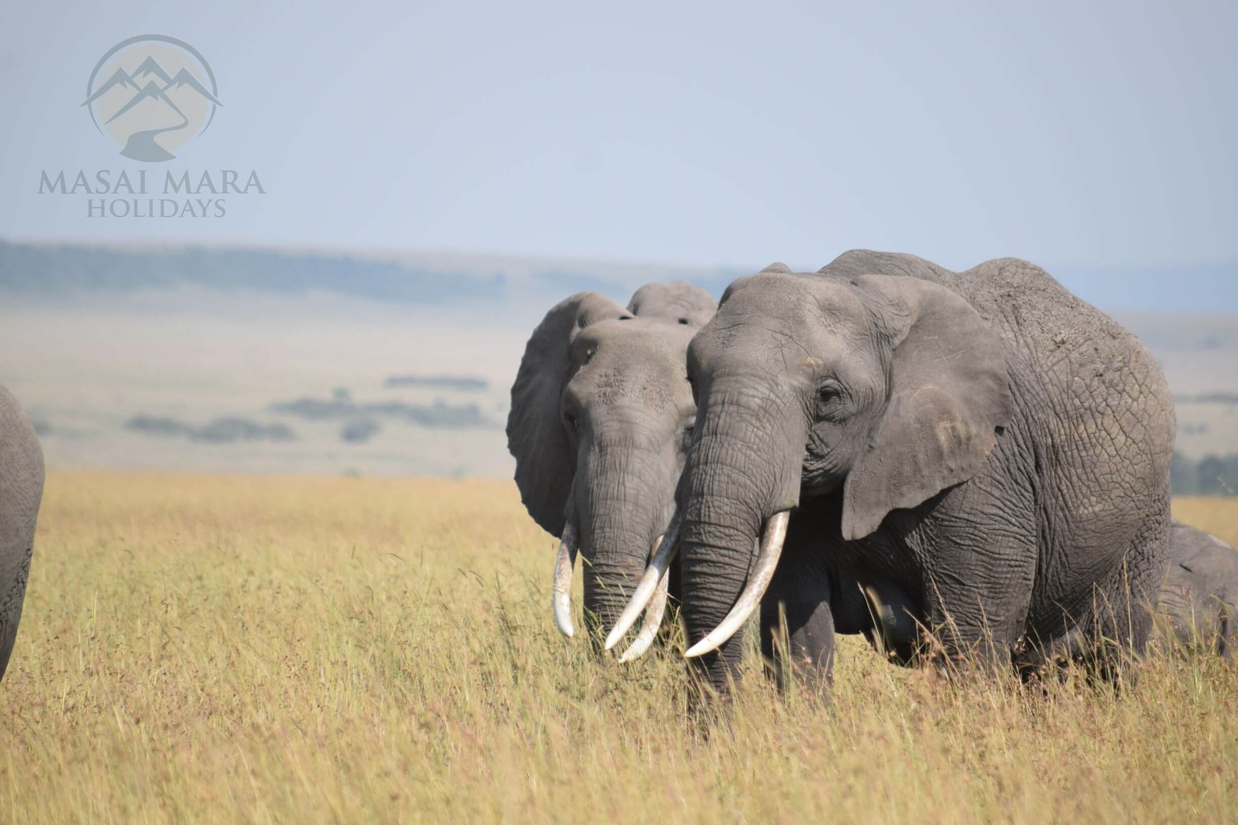 serengeti-national-park-tours-5.jpg